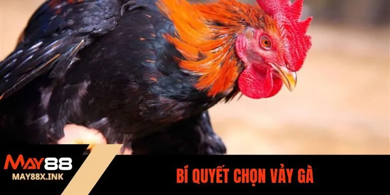 các loại vảy gà may88