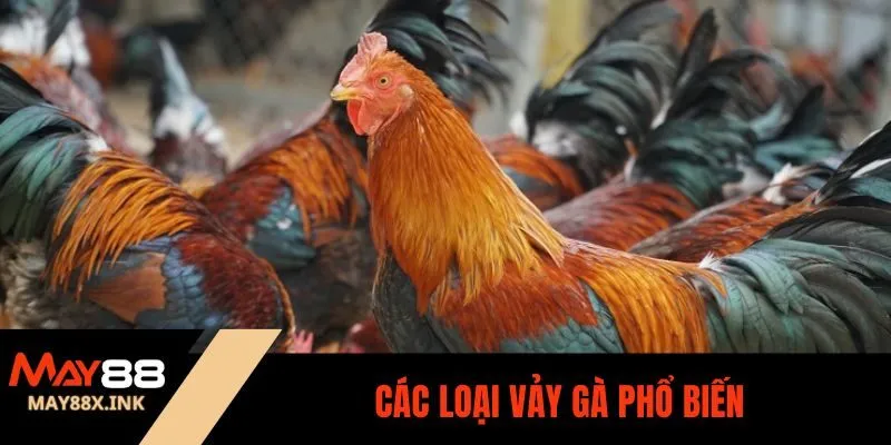 các loại vảy gà may88