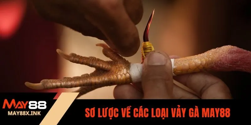 các loại vảy gà may88