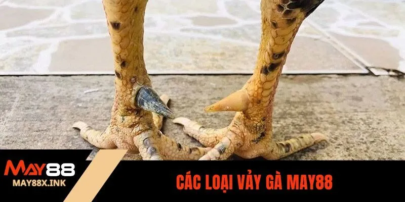 các loại vảy gà may88