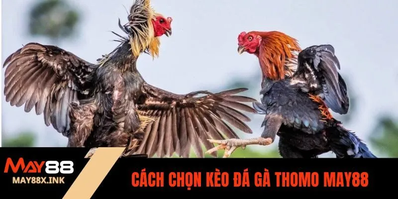 đá gà thomo may88