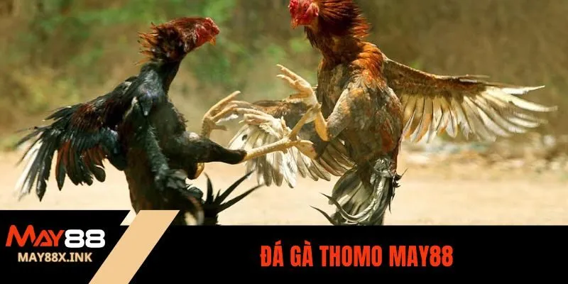 đá gà thomo may88