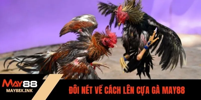 cách lên cựa gà may88