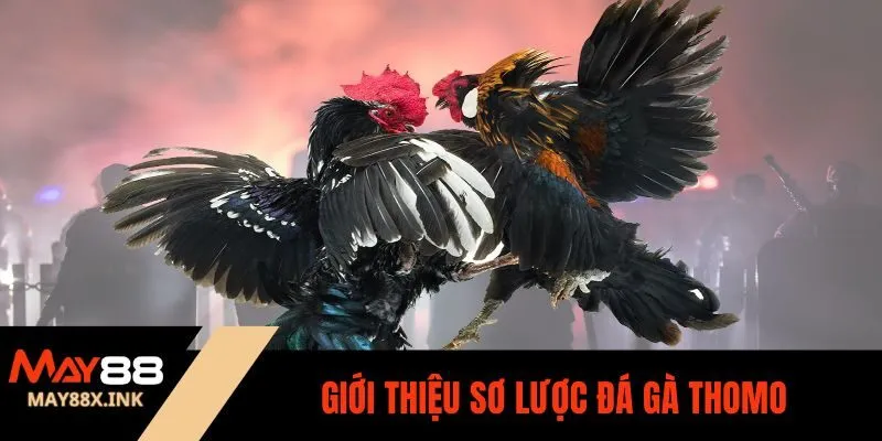 đá gà thomo may88
