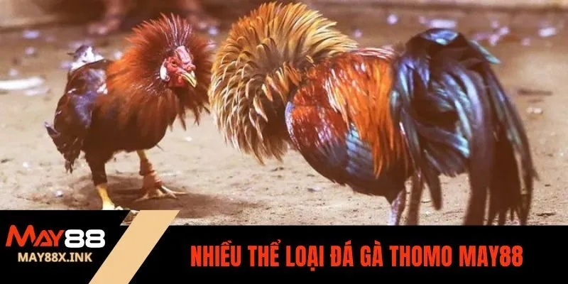 đá gà thomo may88