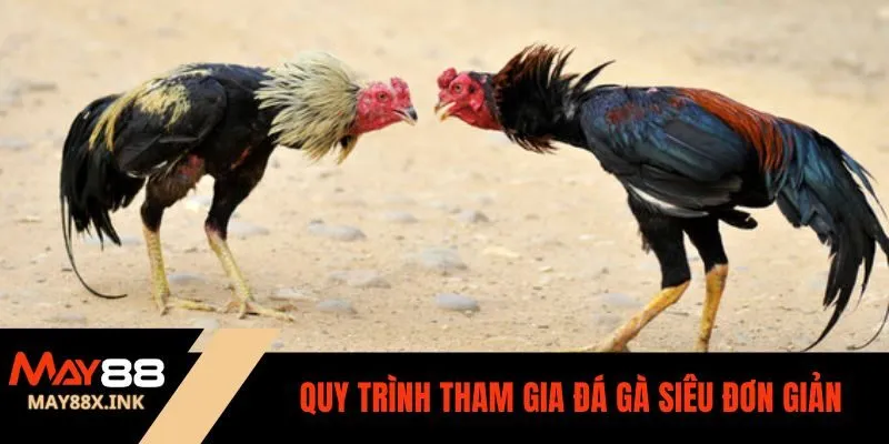 cách lên cựa gà may88